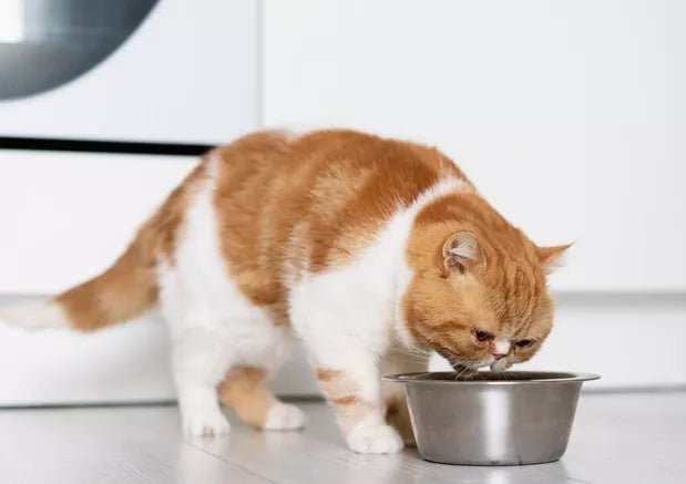 Is Your Cat Not Eating? Here's What You Need to Know - Wagr Petcare