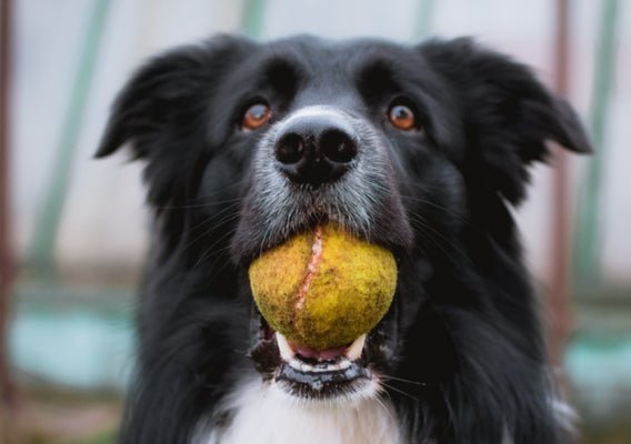 Is Your Dog Home Alone?: 6 Toys To Keep Him Busy - Wagr Petcare
