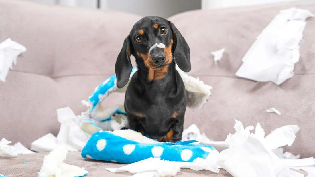 Is Your Dog Misbehaving? Let's Find Out Why! - Wagr Petcare