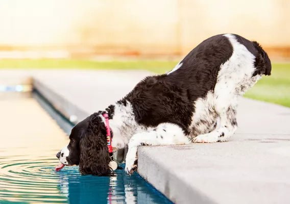Is your pup pool-ready? - Wagr Petcare