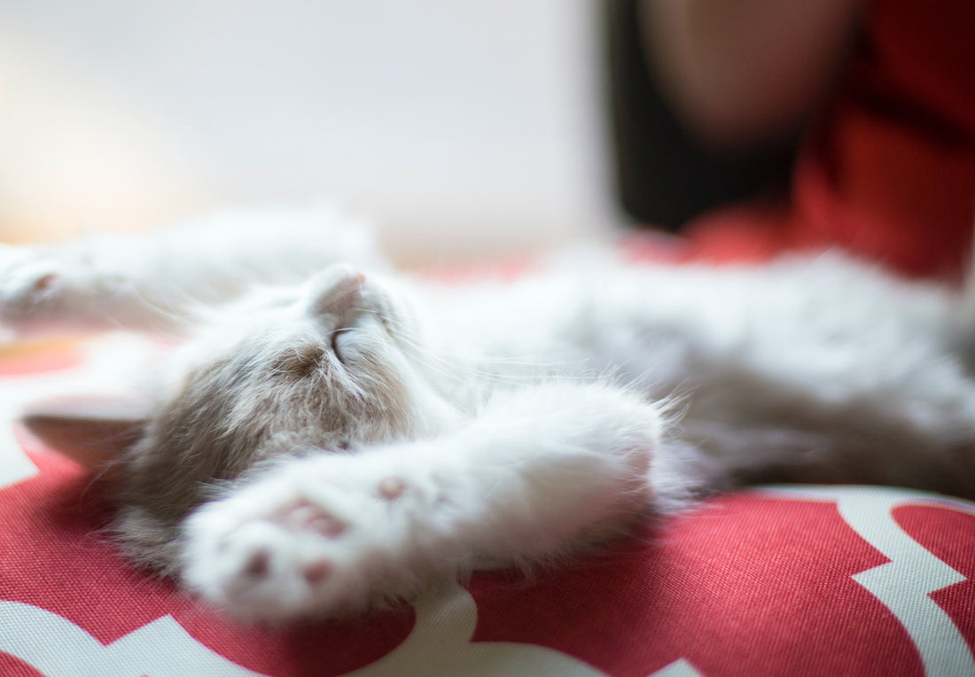 Kitten food and nutrition