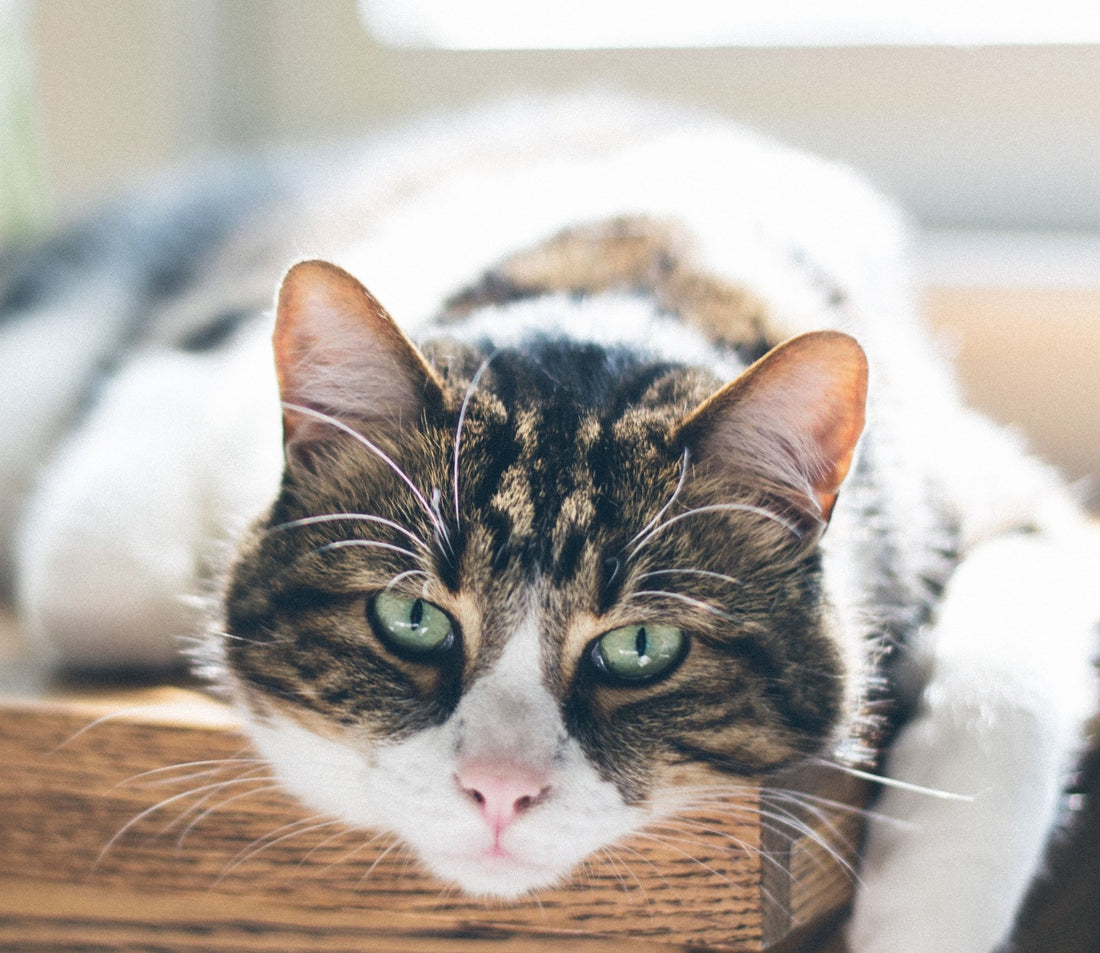 Litter Box Problems in Senior Cats: Causes & Solutions - Wagr Petcare