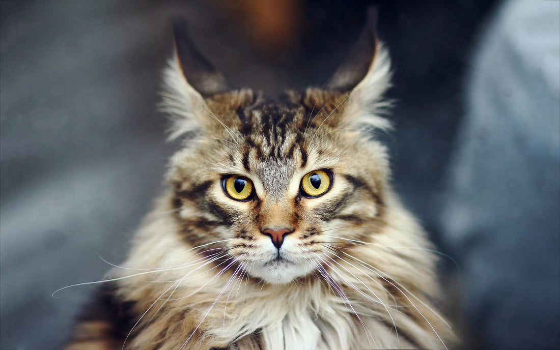 Maine Coon