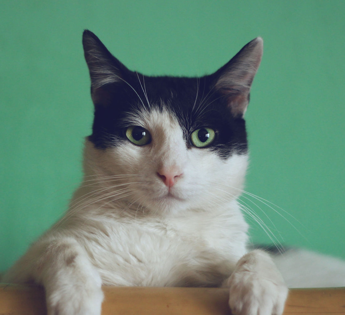 blood in pet's stool
