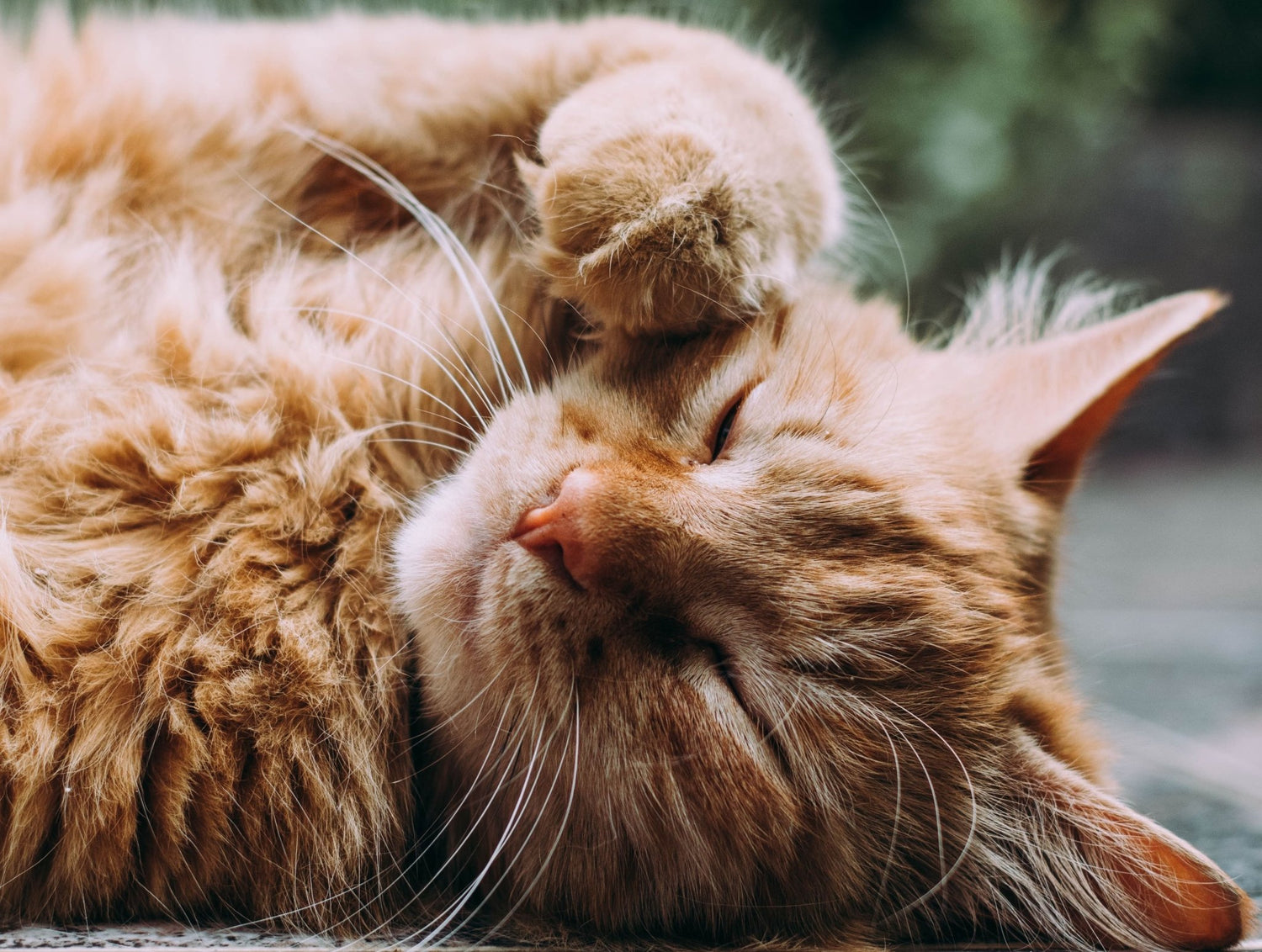 Matted Fur in Cats Causes, Signs, and Safe Removal Methods Wagr Petcare