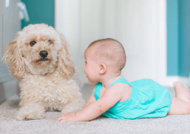 New Parent Guide: Preparing Your Dog To Welcome A New Baby - Wagr Petcare