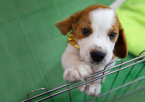 Picking the Right Crate for your Dog: 3 Things to Keep in Mind - Wagr Petcare