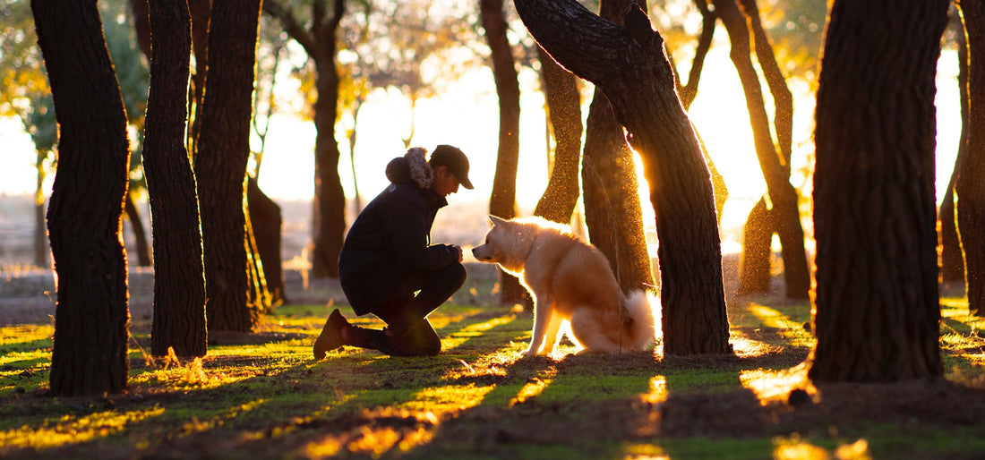 a man training a dog