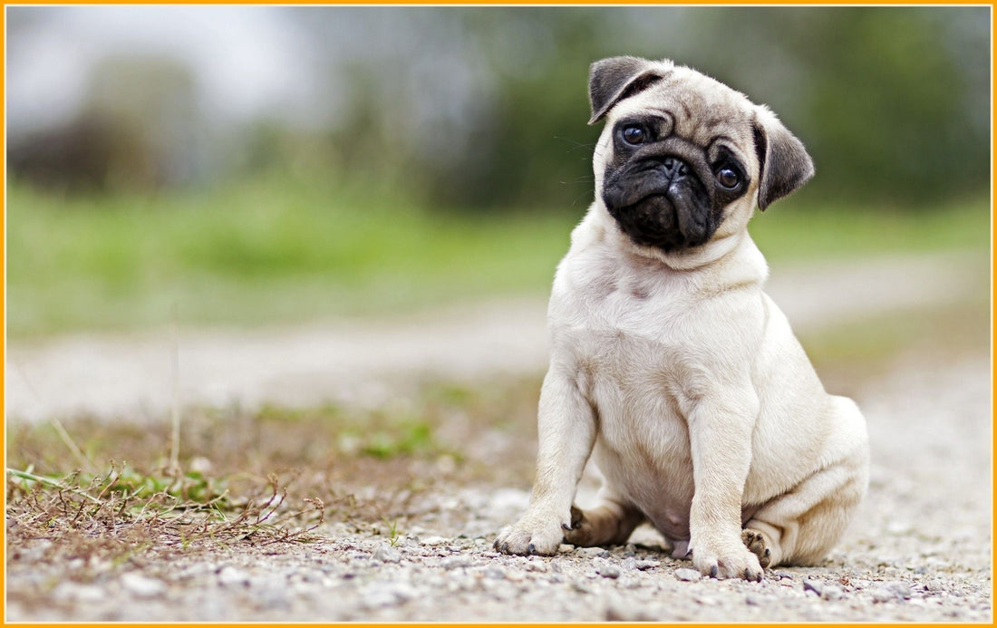 Pugs 101: Origin, Temperament, Care & More! - Wagr Petcare