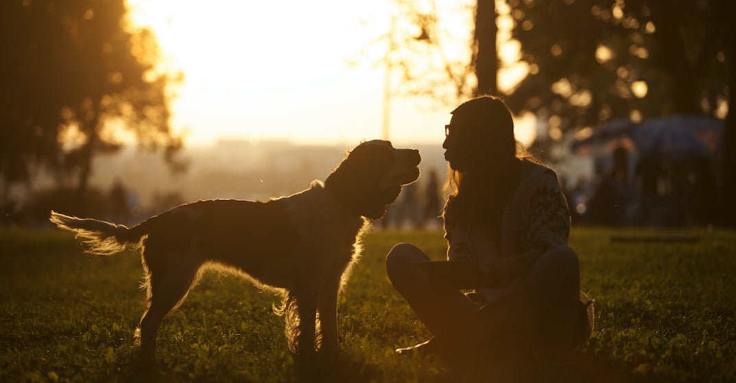 Puppy Training: 3 Basic Skills to Teach Your Dog - Wagr Petcare