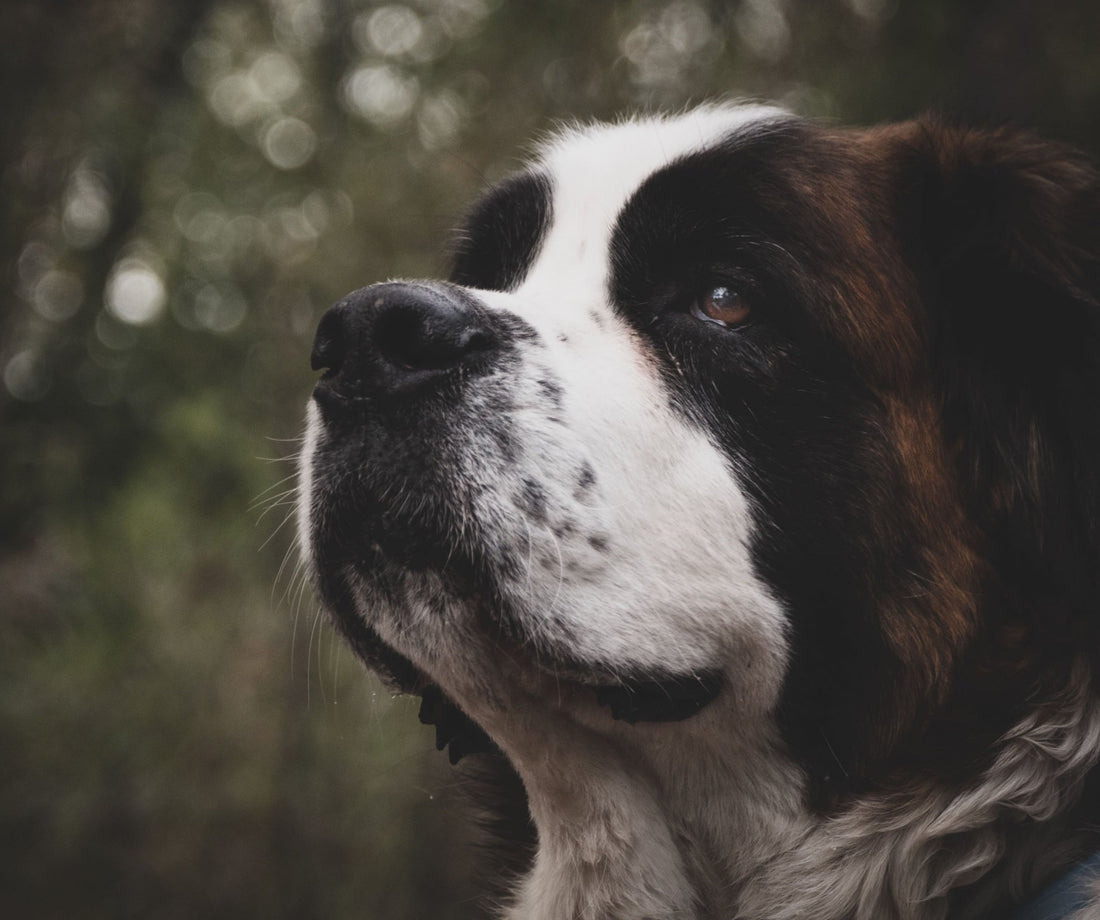 Saint Bernards: From Swiss Alps to  Apartments - Wagr Petcare