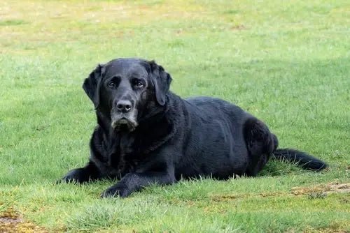 Senior Dog Care: 6 Safe & Fun Senior Dog Activities - Wagr Petcare