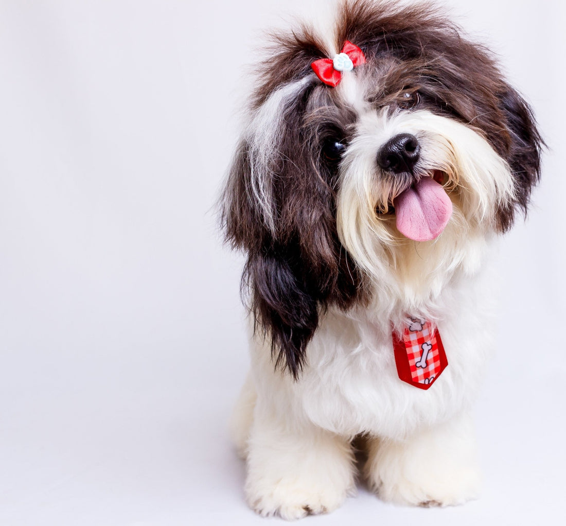 Shih Tzu: The Little Lion That Steals Every Heart! - Wagr Petcare