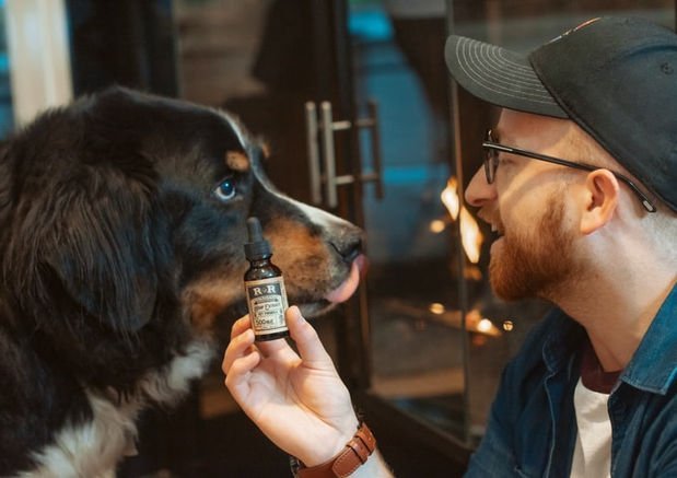 Should You Give CBD Oil To Ease Your Pet's Anxiety (and Other Issues)? - Wagr Petcare