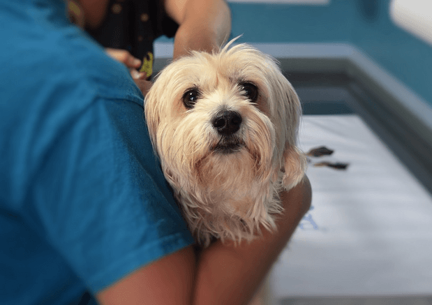 Should You Spay Or Neuter Your Dog? Wagr Weighs In - Wagr Petcare