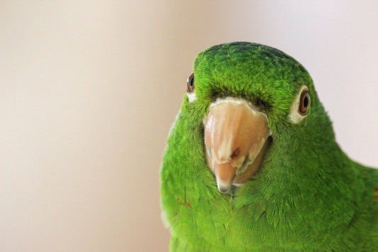 Sick Bird? Here Are the Most Common Diseases and How to Care for Them - Wagr Petcare
