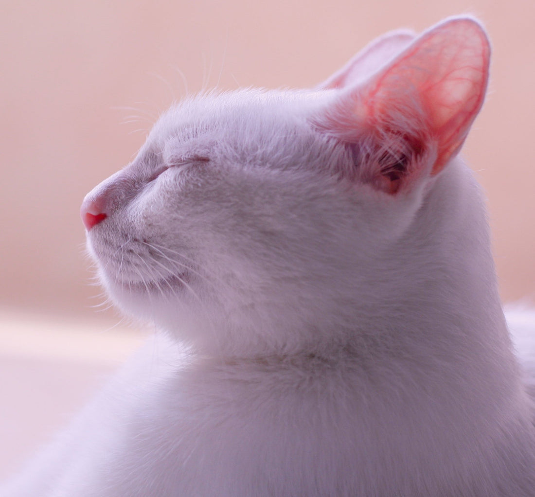 Stinky Cat? 7 Ways To Freshen Up Your Cat's Odour - Wagr Petcare