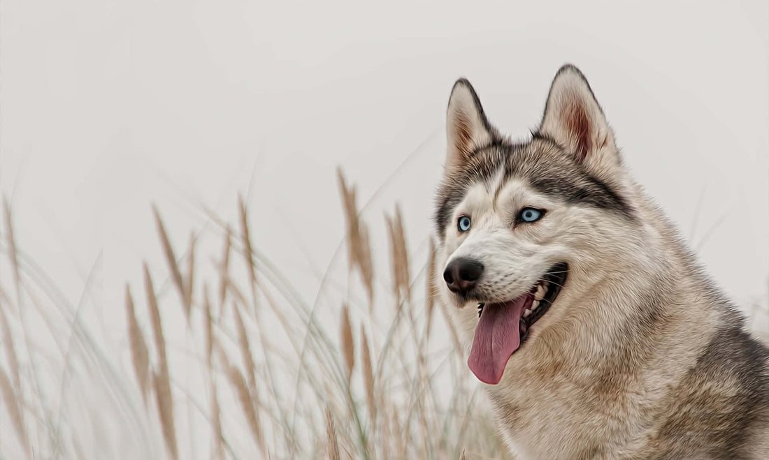 The Essential Care Guide for Siberian Husky Pet Parents - Wagr Petcare
