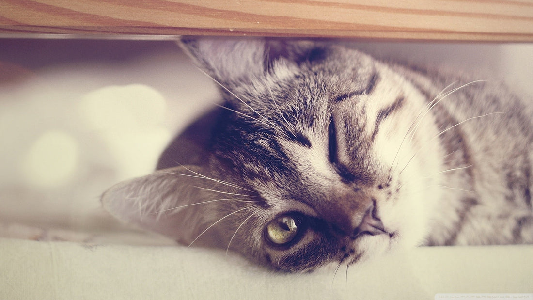 The Secret Language of Cats: Understanding Their Meows and More - Wagr Petcare