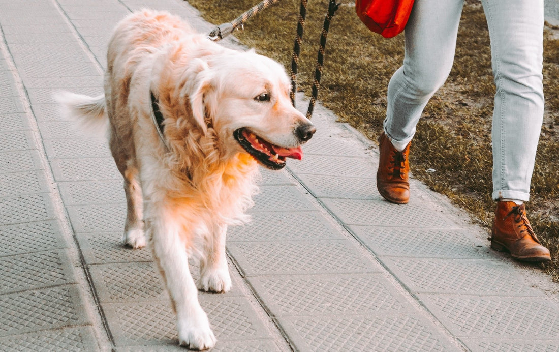 The Ultimate Guide to Starting a Dog Walking Business - Wagr Petcare