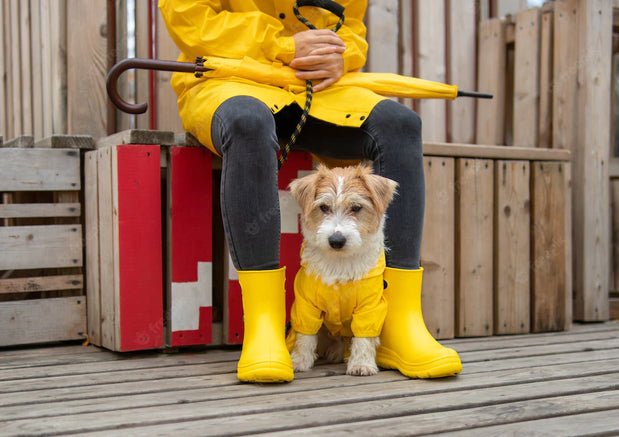 Top Monsoon Essentials to Keep your Pet Dry and Safe - Wagr Petcare