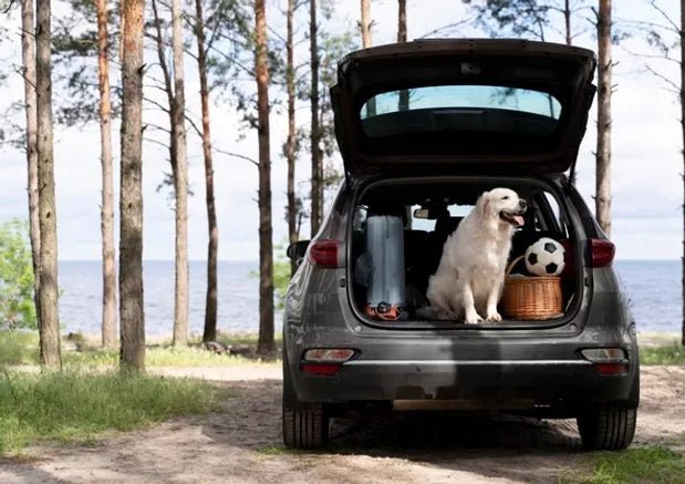 Travelling With Dogs In A Car: What To Know Before You Go - Wagr Petcare