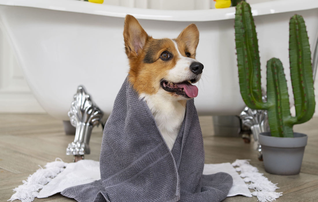 A dog wrapped in a towel in a bathroom