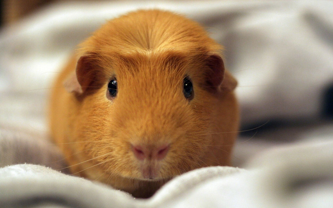 What You Need to Know Before Choosing Your First Pet Hamster - Wagr Petcare