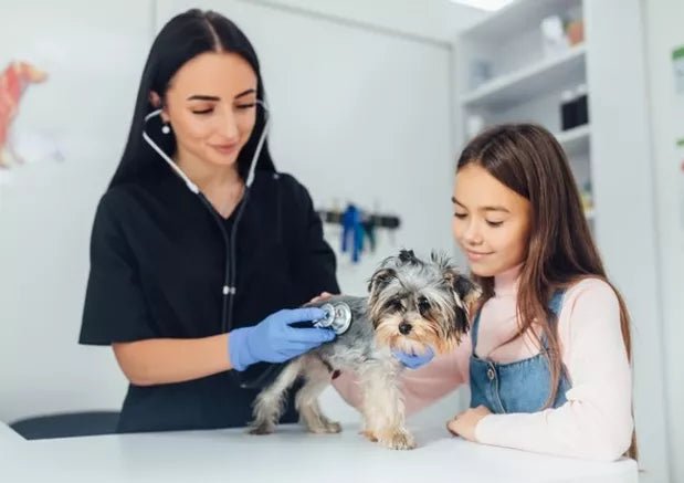 Why and How Are Routine Checkups for Dogs Done? - Wagr Petcare