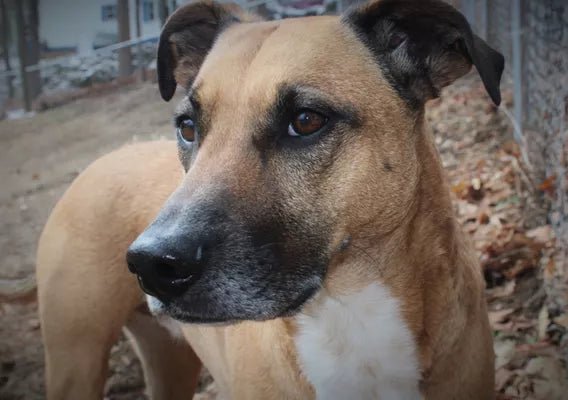 Why Indie Dogs Are Ideal - Wagr Petcare