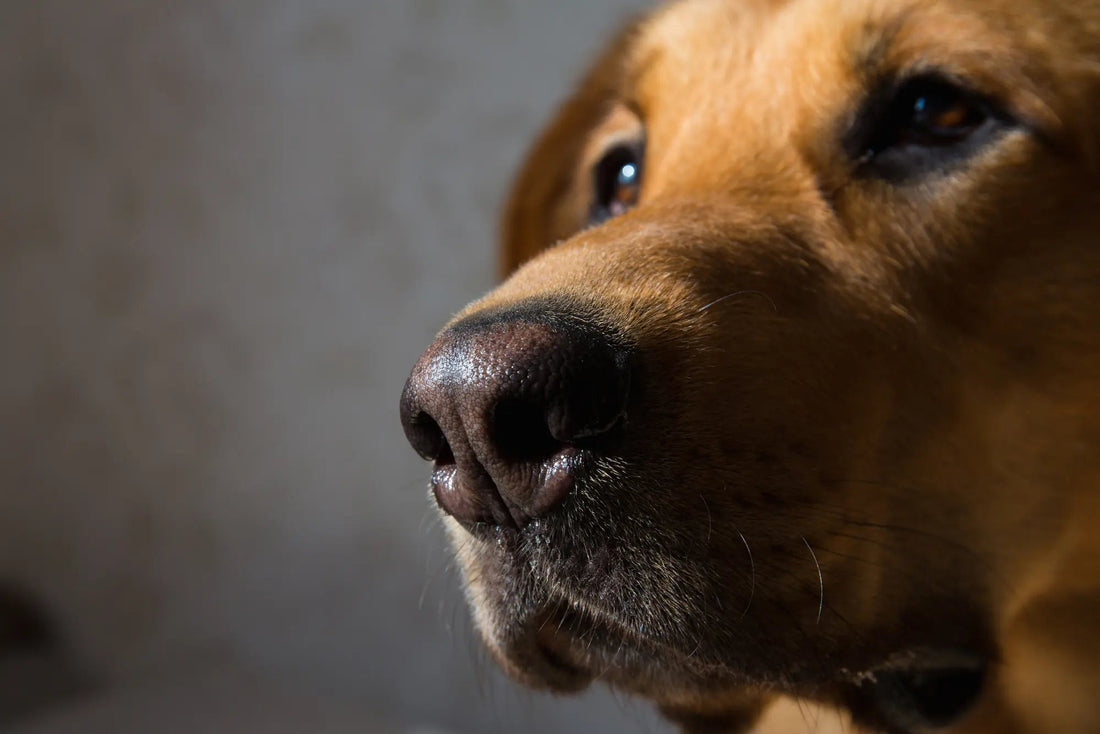 Woof Phew! Why Does My Dog Smell? - Wagr Petcare