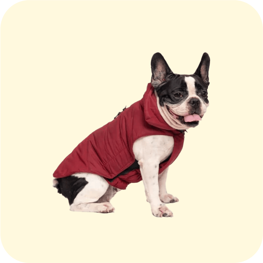 Petwear Collection