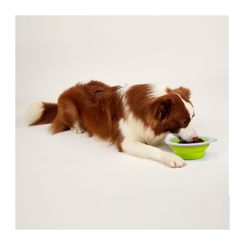 Fofos Collapsible Bowls for Pets, 500ml - Wagr Petcare