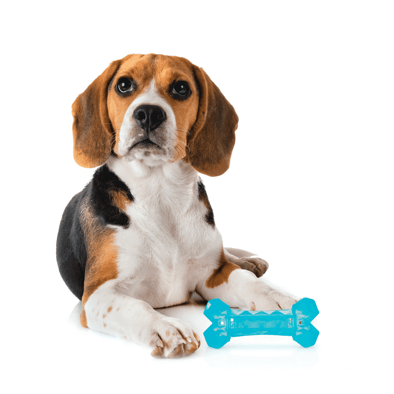 Fofos Cooling Bone Dog Toy - Wagr Petcare