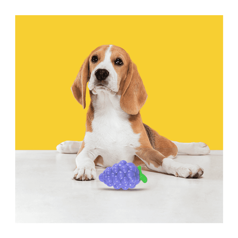 Fofos Fruity-Bites Squeaky Dog Chew Toy - Wagr Petcare