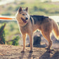 Forfurs Extra Long Adjustable Multifunctional Leash - Wagr - The Smart Petcare Platform