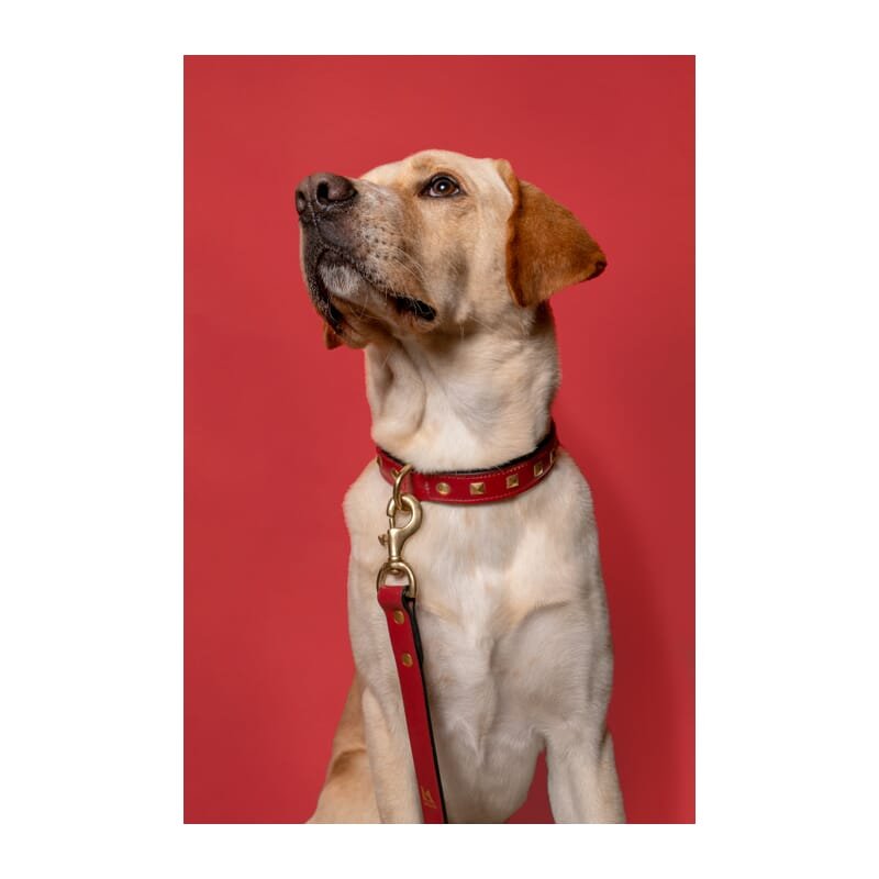 Forfurs Padded Leather Dog Leash - Wagr - The Smart Petcare Platform