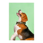 Forfurs Studded Leather Dog Collar - Wagr - The Smart Petcare Platform