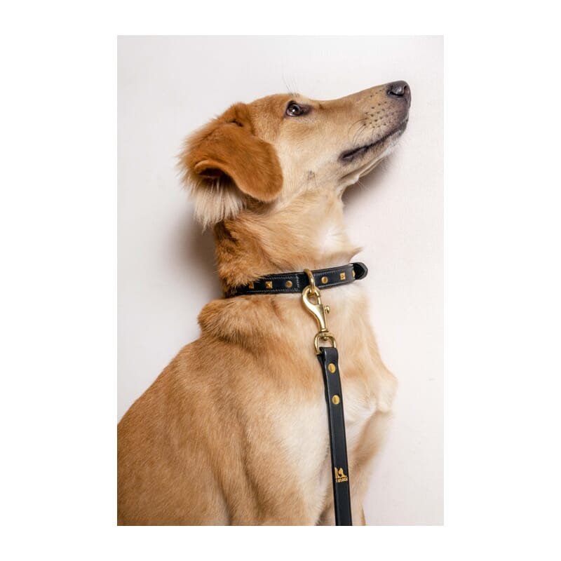 Forfurs Studded Leather Dog Collar - Wagr - The Smart Petcare Platform