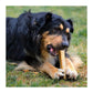 Goofy Tails Himalayan Yak Milk Dog Chew - 1 bar per pack - Wagr - The Smart Petcare Platform