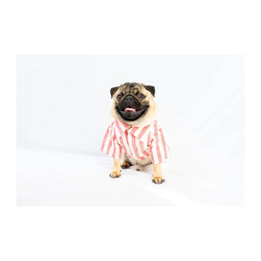 Pawgy Pets Candy Cane Stripes Shirt - Wagr Petcare