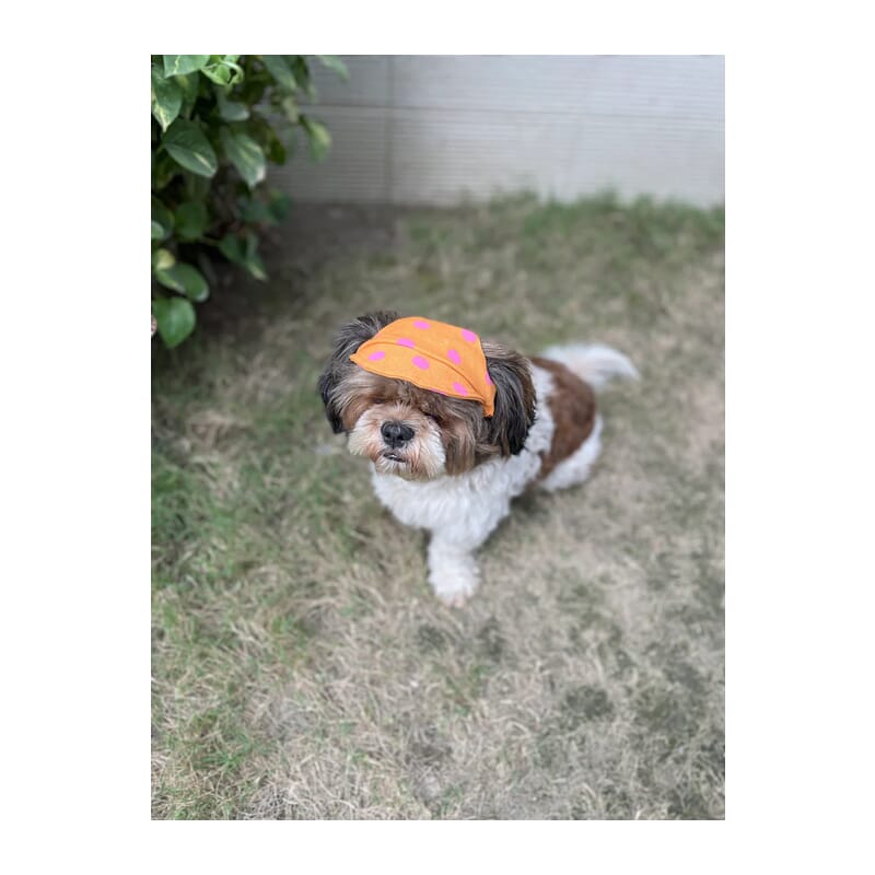 Pawgy Pets Dog Cap : Orange with Pink Polka - Wagr Petcare