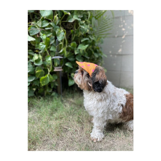Pawgy Pets Dog Cap : Orange with Pink Polka - Wagr Petcare