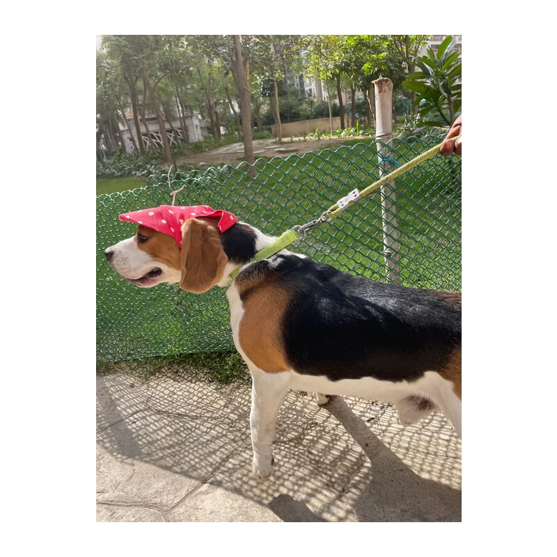 Pawgy Pets Dog Cap : Red with White Polka - Wagr Petcare
