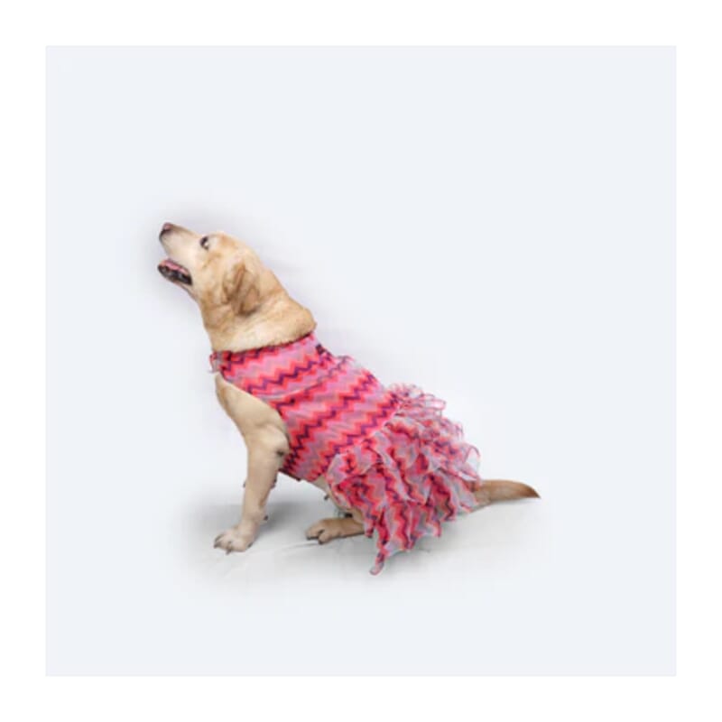Pawgy Pets Frilly Dress for Pets - Wagr Petcare
