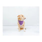 Pawgy Pets Occasion Wear Bandana - Wagr Petcare