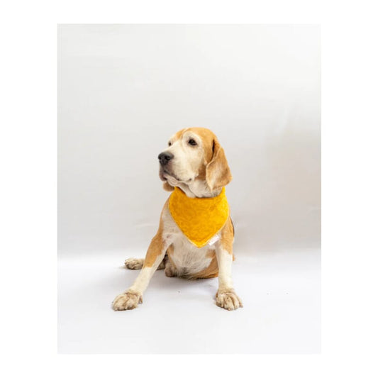 Pawgy Pets Occasion Wear Bandana - Wagr Petcare