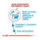 Royal Canin Mini Starter for Small Breed Dogs and Puppies Dry Food - Wagr - The Smart Petcare Platform