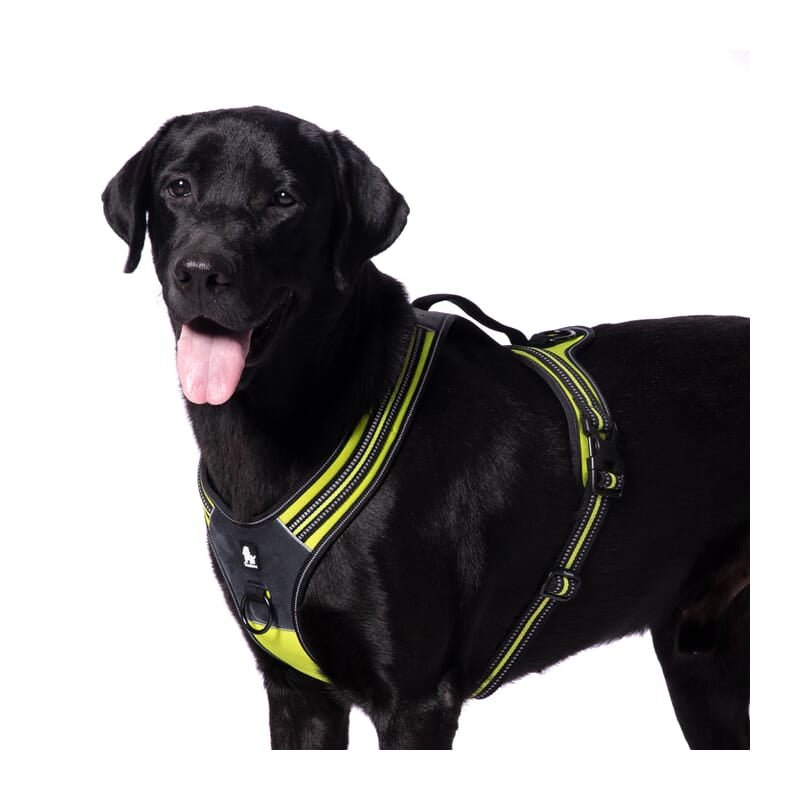 Truelove Sports Harness for Dogs - Wagr Petcare